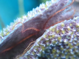 110 Sponge Brittle Star IMG 6095